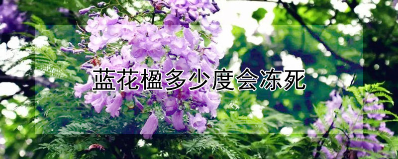 蓝花楹多少度会冻死