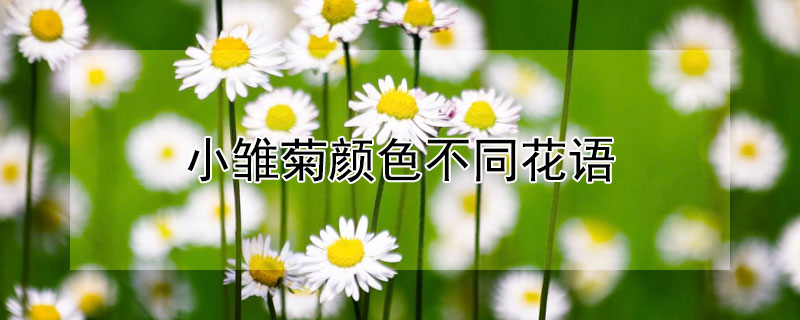 小雏菊颜色不同花语