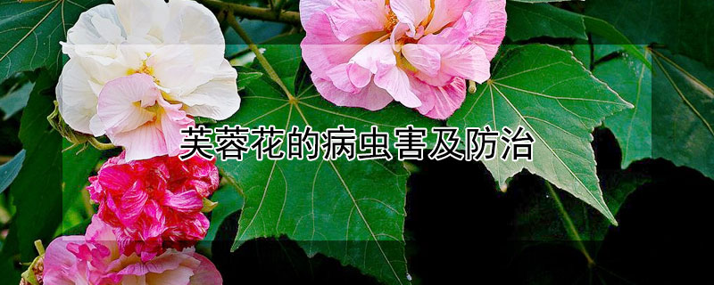 芙蓉花的病虫害及防治 芙蓉花常见病