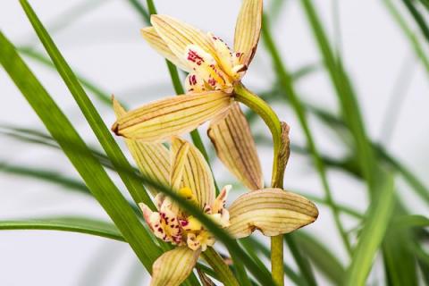 兰花根冻了还能救活不