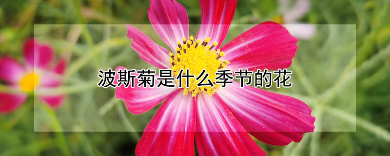 波斯菊是什么季节的花 什么季节种波斯菊