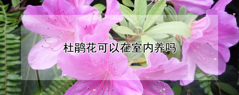 杜鹃花可以在室内养吗