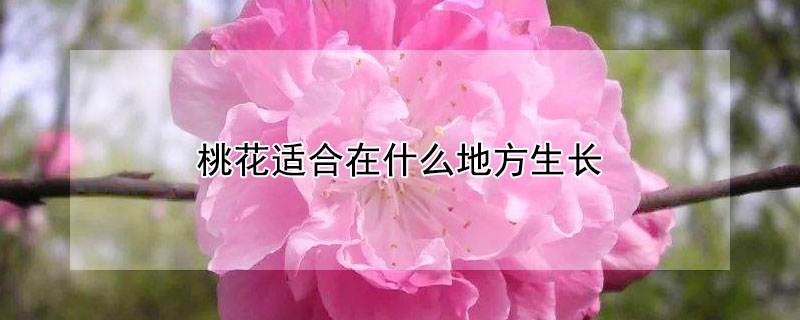 桃花适合在什么地方生长（桃花适合种在什么地方）