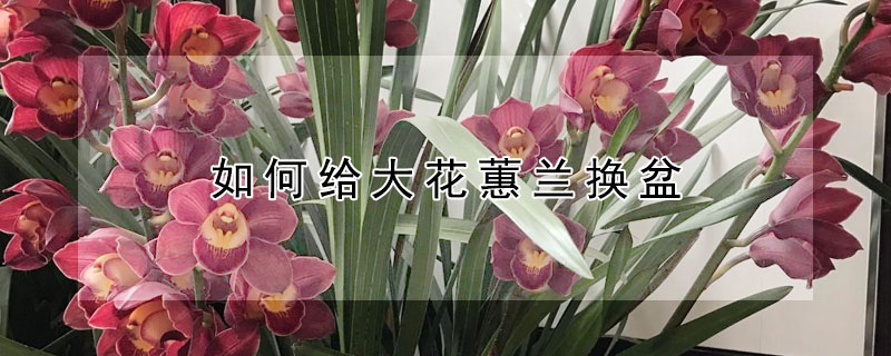 如何给大花蕙兰换盆