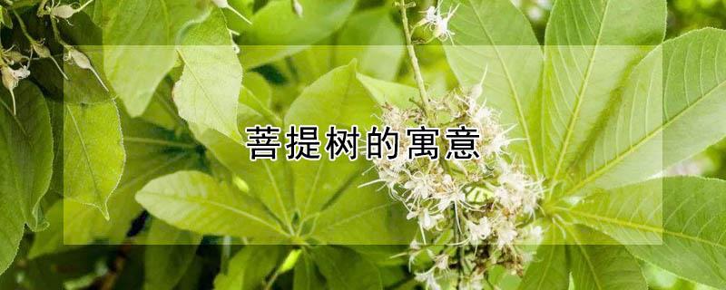 菩提树的寓意 小盼菩提树的寓意