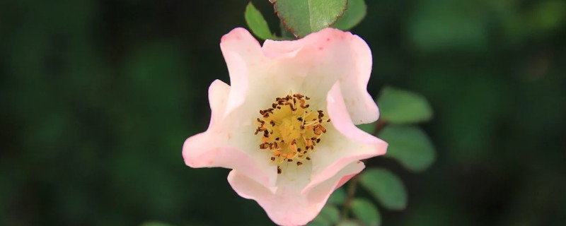 月季花可以送妈妈吗（送花送月季）