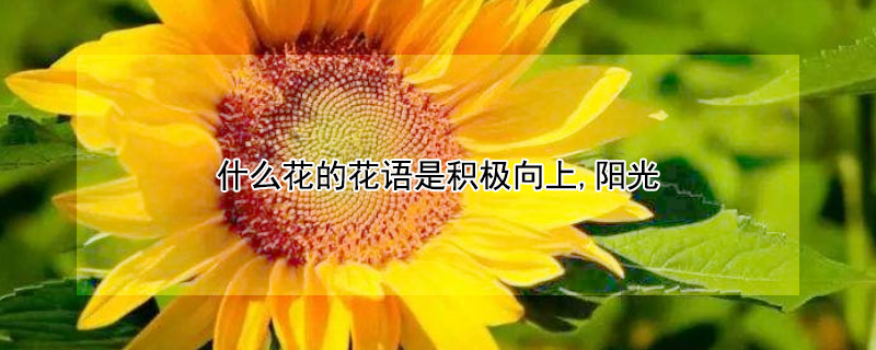 什么花的花语是积极向上,阳光