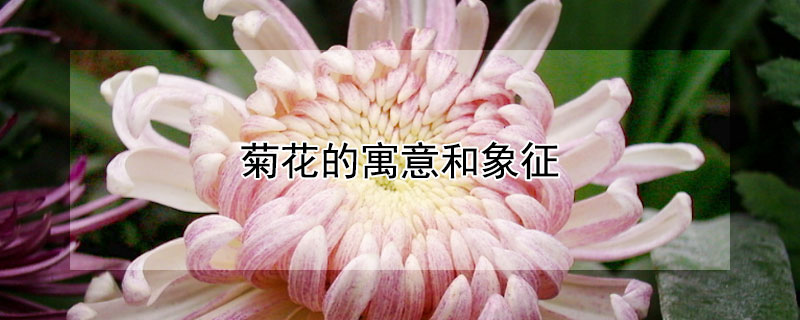 菊花的寓意和象征