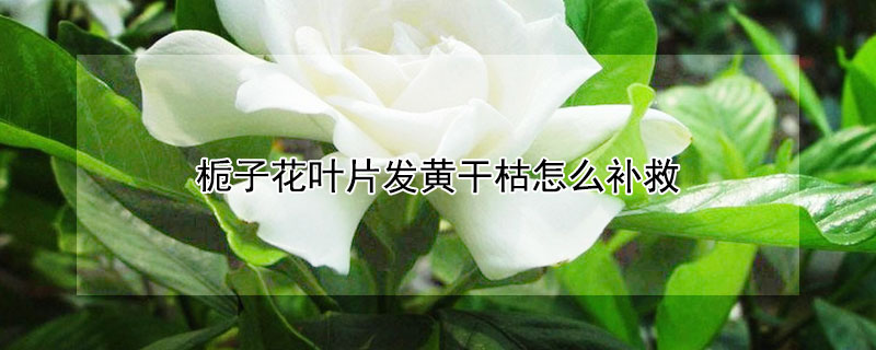 栀子花叶片发黄干枯怎么补救