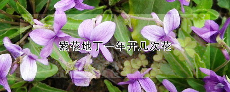紫花地丁一年开几次花 紫花地丁生长期