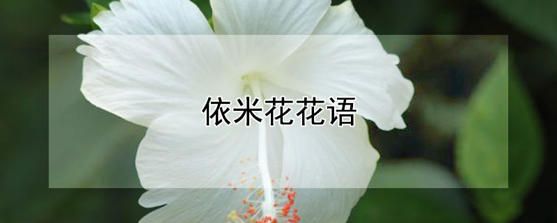 依米花花语