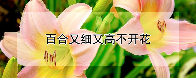 百合又细又高不开花