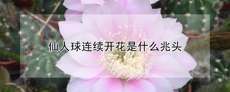 仙人球连续开花是什么兆头