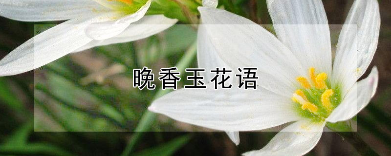 晚香玉花语（晚香玉花语是什么）