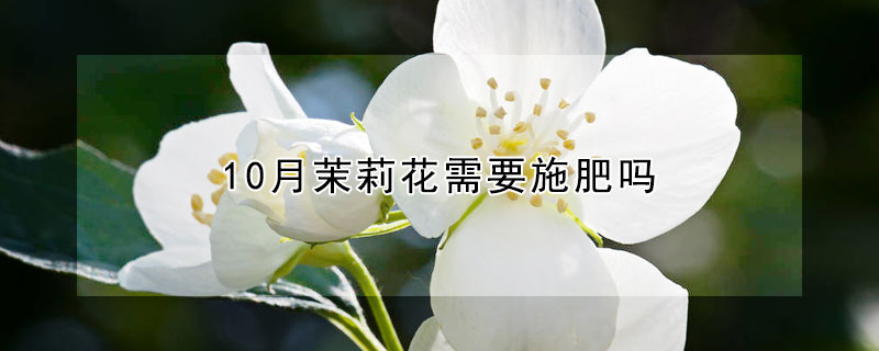 10月茉莉花需要施肥吗（茉莉花十月份可以施肥吗）