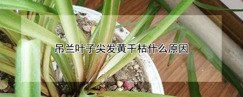 吊兰叶子尖发黄干枯什么原因