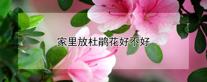 家里放杜鹃花好不好