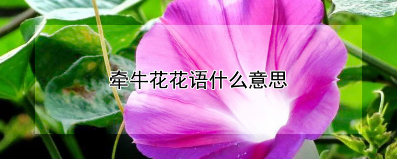 牵牛花花语什么意思