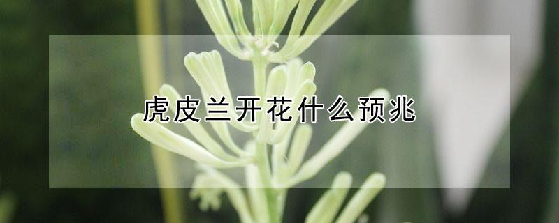 虎皮兰开花什么预兆（虎皮兰什么时候开花,虎皮兰开花有什么兆头）