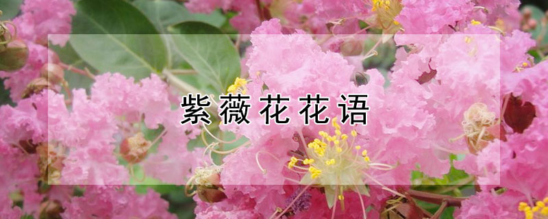 紫薇花花语（紫薇花花语和寓意）