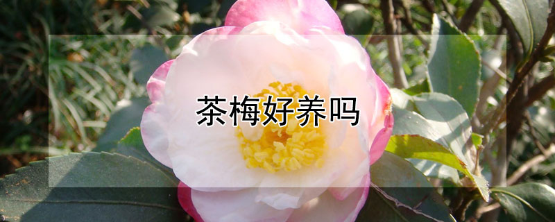 茶梅好养吗（茶梅好养还是茶花好养）