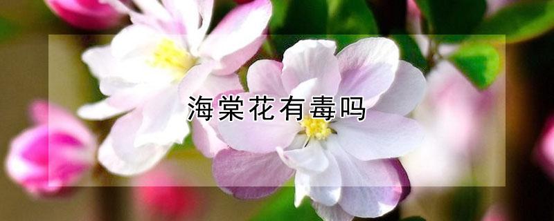 海棠花有毒吗