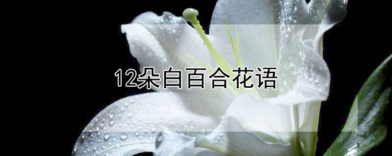 12朵白百合花语（11朵白百合花语）