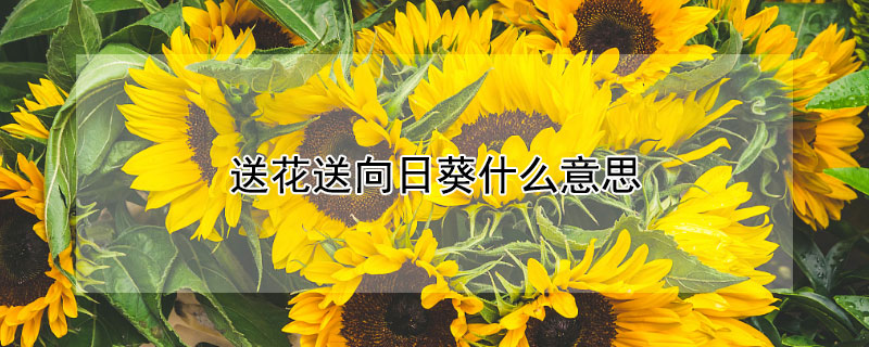 送花送向日葵什么意思（送花送向日葵的含义）