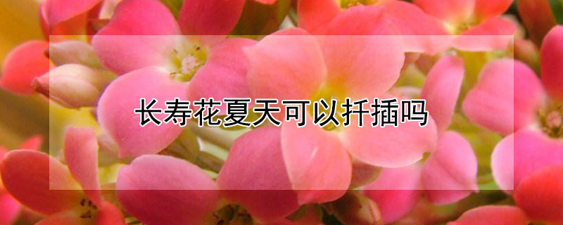 长寿花夏天可以扦插吗