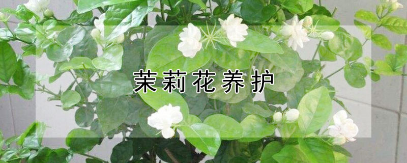 茉莉花养护 茉莉花养护常识