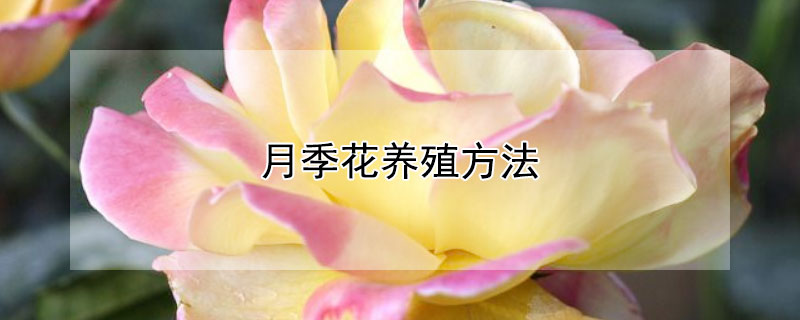 月季花养殖方法