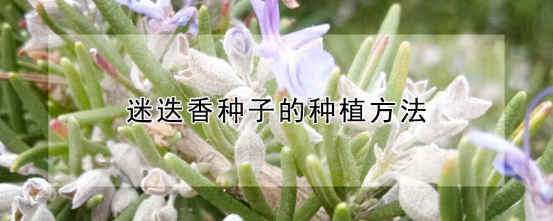 迷迭香种子的种植方法