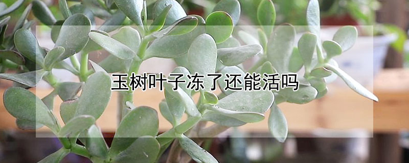 玉树叶子冻了还能活吗（冻了的玉树还能活吗?）