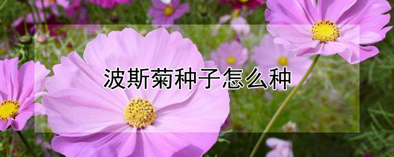 波斯菊种子怎么种 波斯菊种子怎么种植视频