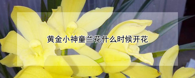 黄金小神童兰花什么时候开花