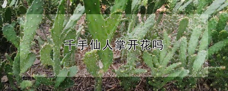 千手仙人掌开花吗（千手佛仙人掌开花不）