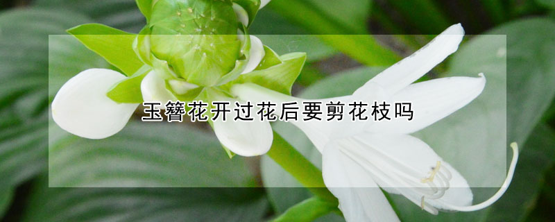 玉簪花开过花后要剪花枝吗 玉簪花移栽前要剪叶吗?