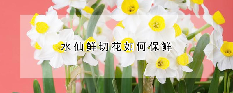 水仙鲜切花如何保鲜（水仙花切割后怎么养）