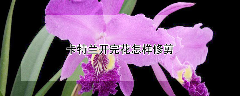 卡特兰开完花怎样修剪（卡特兰花后怎么修剪）