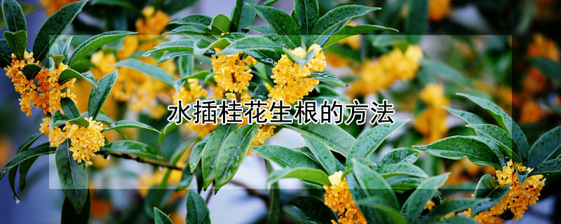 水插桂花生根的方法