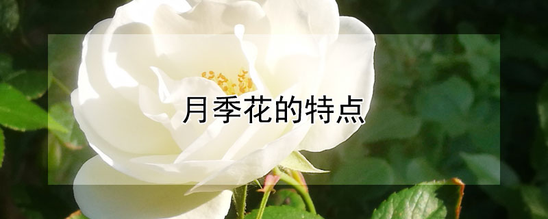 月季花的特点（月季花的特点和外形、颜色）