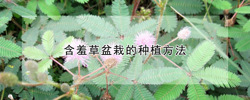 含羞草盆栽的种植方法（含羞草怎么种植盆栽）