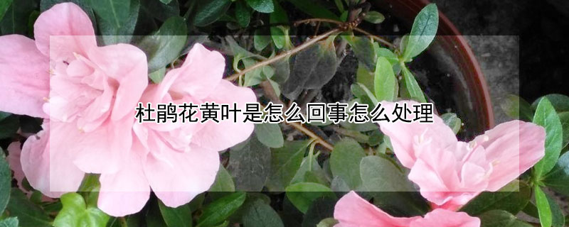 杜鹃花黄叶是怎么回事怎么处理（杜鹃花有黄叶子怎么办）