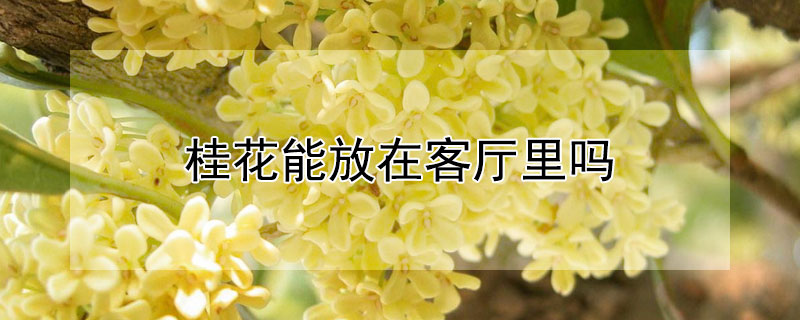 桂花能放在客厅里吗（桂花可以放在客厅里面吗）