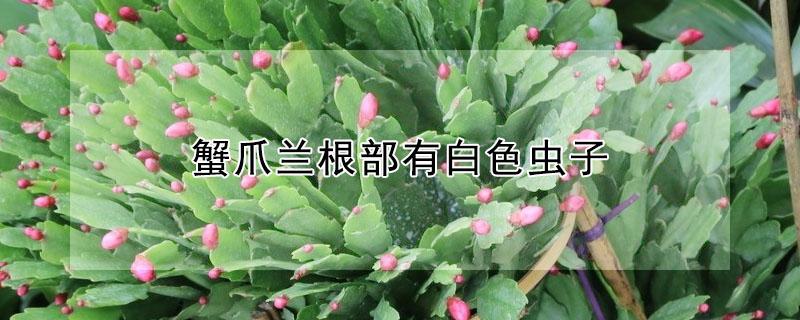 蟹爪兰根部有白色虫子