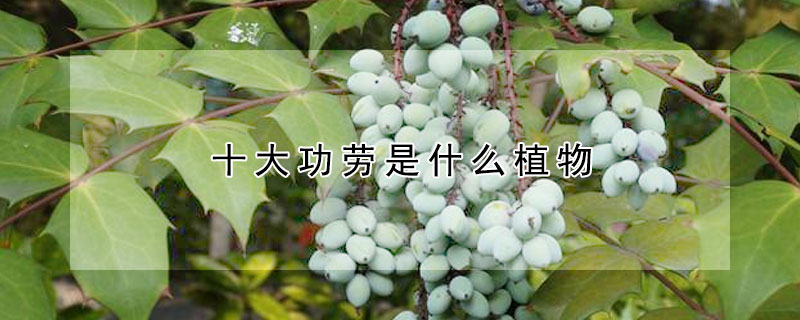 十大功劳是什么植物