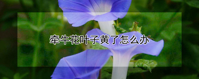 牵牛花叶子黄了怎么办（盆栽牵牛花黄叶怎么办）