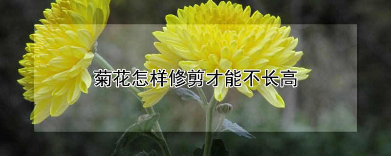 菊花怎样修剪才能不长高