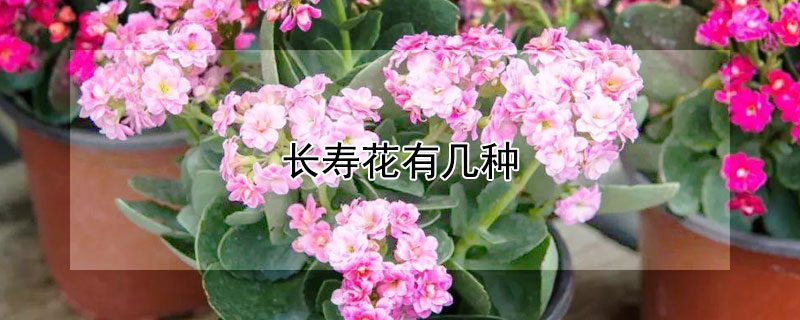 长寿花有几种