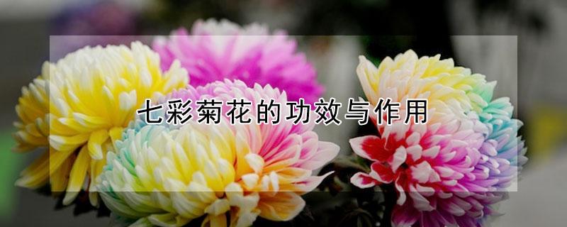 七彩菊花的功效与作用 西藏七彩菊花的功效与作用